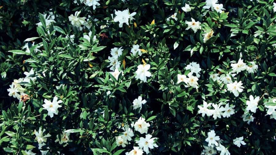 Spiritual Meaning of Gardenia Flower