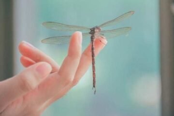 7 Spiritual Meanings of a Dragonfly Landing on You