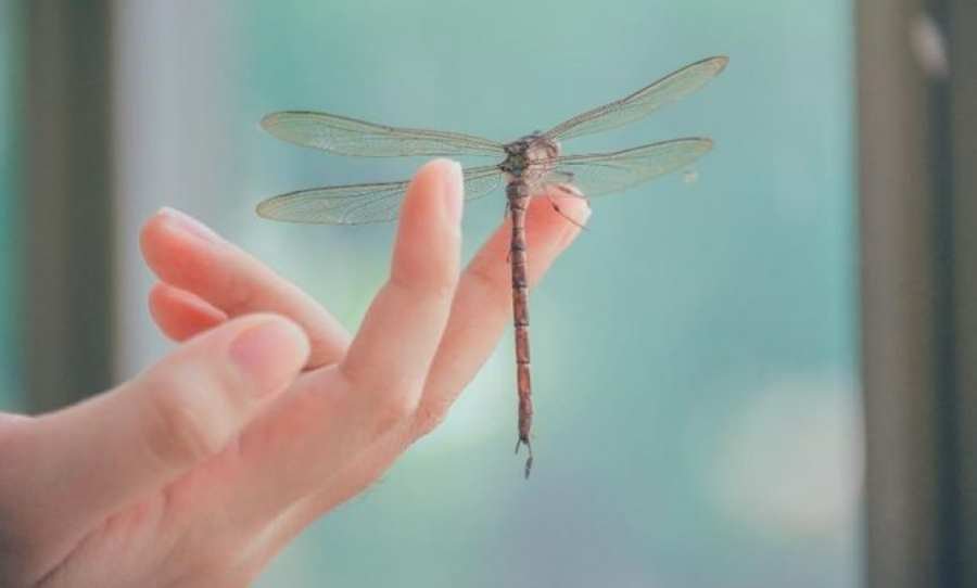 Spiritual Meaning of a Dragonfly Landing