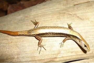 11 Spiritual Meanings of Lizards and Their Symbolism