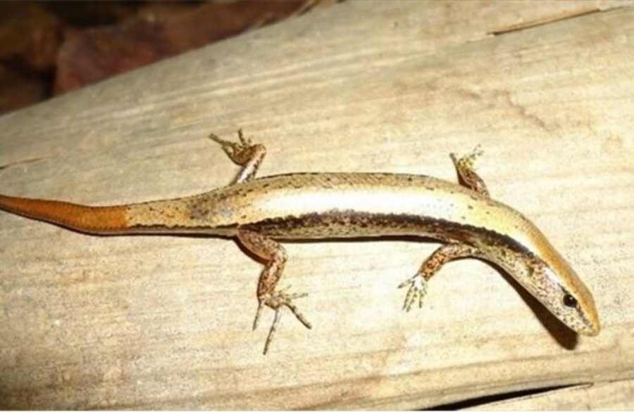 Spiritual Meanings Of Lizards