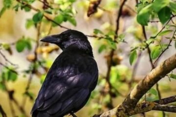 7 Spiritual Meanings of Seeing a Raven