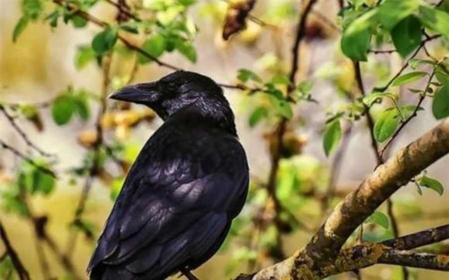 Spiritual Meanings Of Seeing A Raven