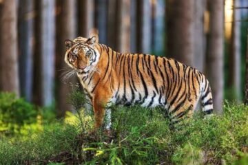 9 Spiritual Meanings of Tigers: A Complete Guide
