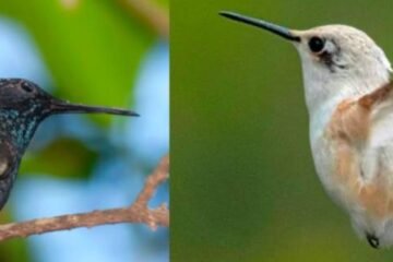 7 Spiritual Meanings of a Black and White Hummingbird