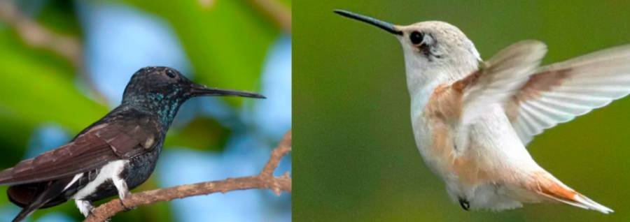 Spiritual Meanings of Black and White Hummingbird