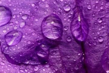 7 Spiritual Meanings of the Color Purple