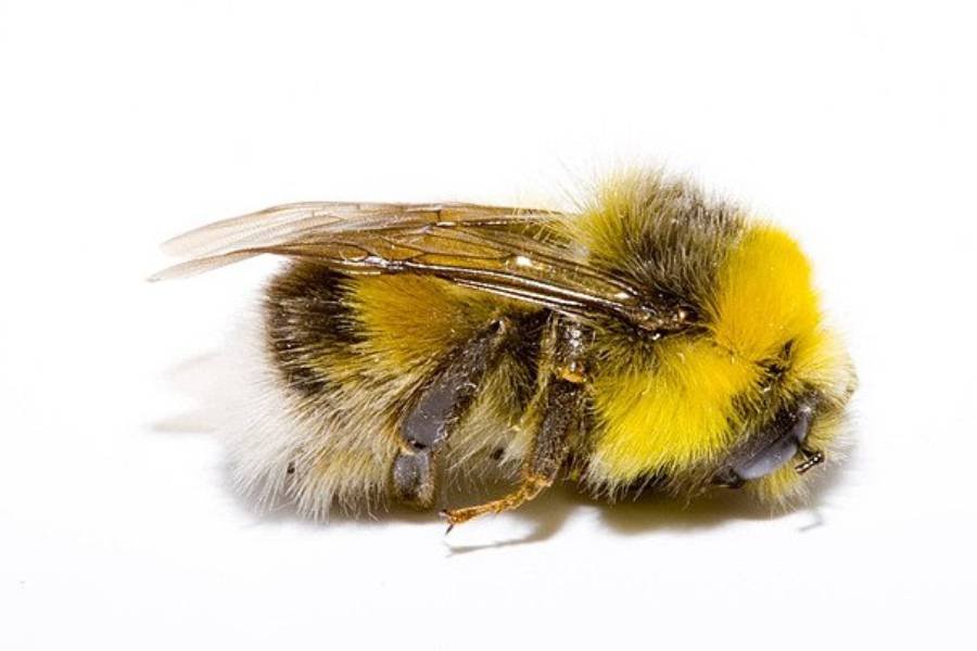 Spiritual Meanings of Dead Bee