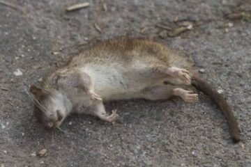 7 Spiritual Meanings of a Dead Mouse