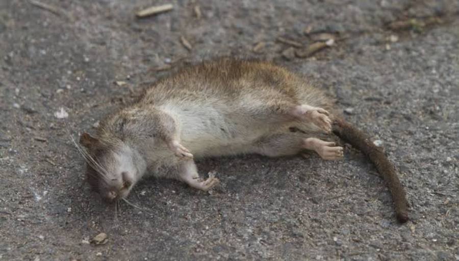Spiritual Meanings of Dead Mouse