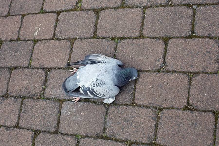 Spiritual Meanings of Dead Pigeon