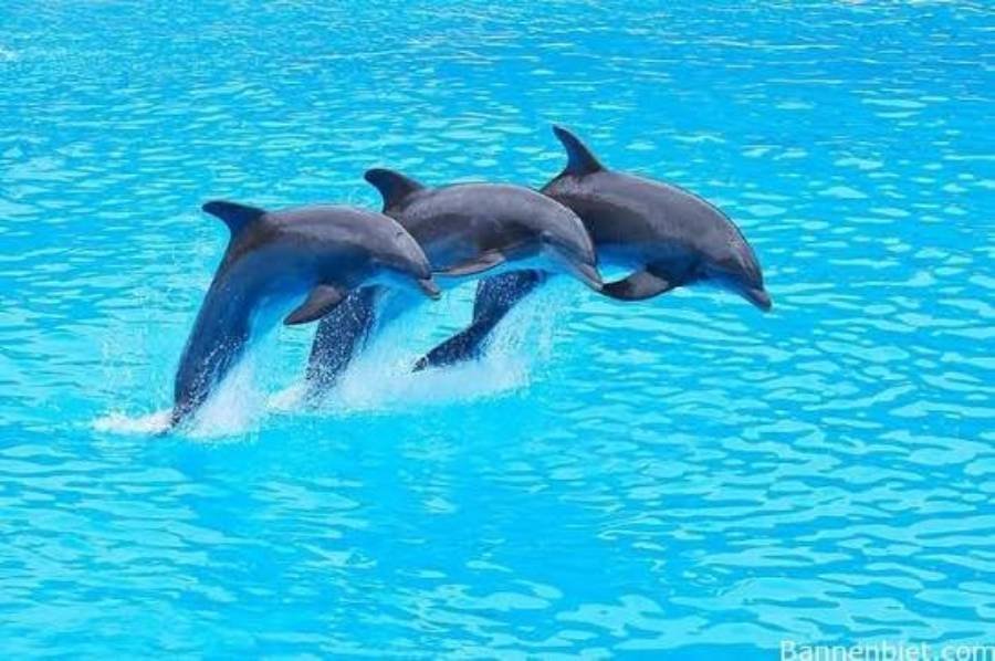 Spiritual Meanings of Dolphin