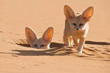 7 Spiritual Meanings of Fennec Fox Explained