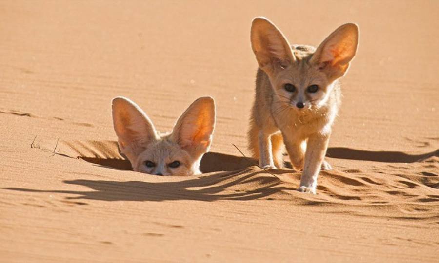 Spiritual Meanings of Fennec Fox