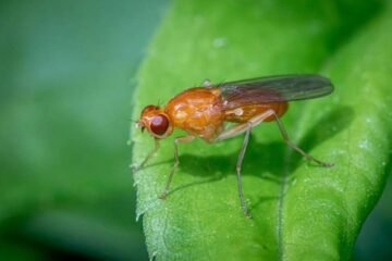 9 Spiritual Meanings of Fruit Flies or Gnats