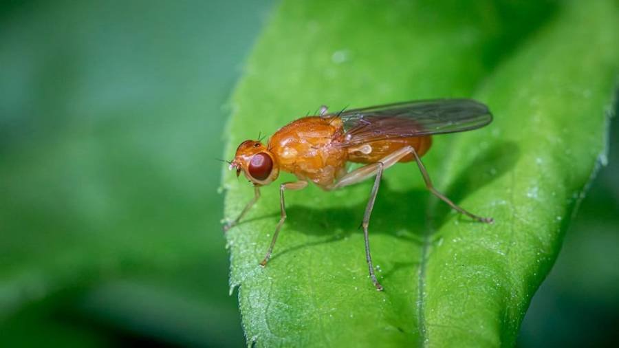 Spiritual Meanings of Fruit Flies or Gnats