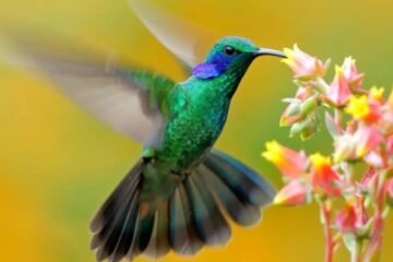 7 Spiritual Meanings of a Hummingbird
