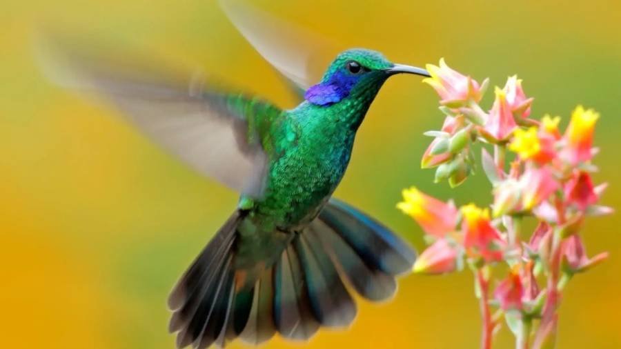 Spiritual Meanings of Hummingbird
