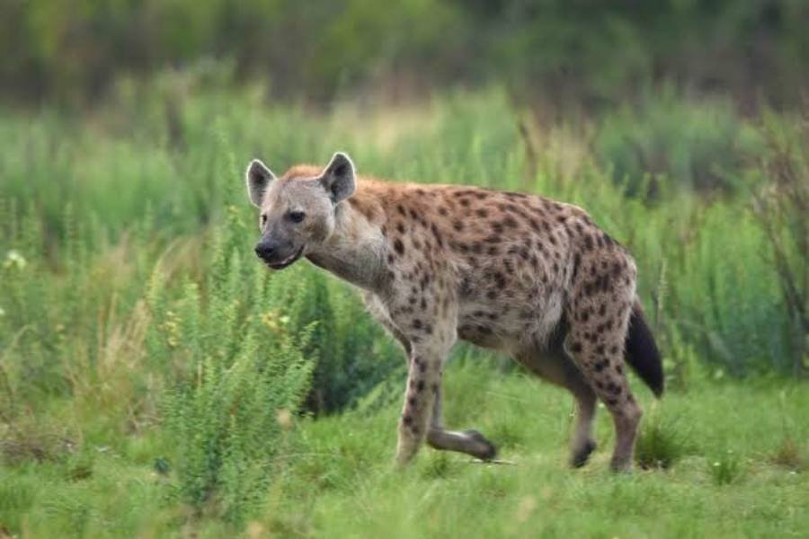 Spiritual Meanings of Hyena
