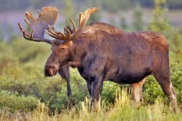 7 Spiritual Meanings of Moose and Their Symbolism