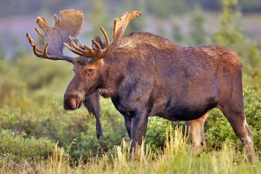 Spiritual Meanings of Moose