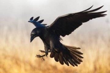 7 Spiritual Meanings of Ravens & Crows With Symbolism
