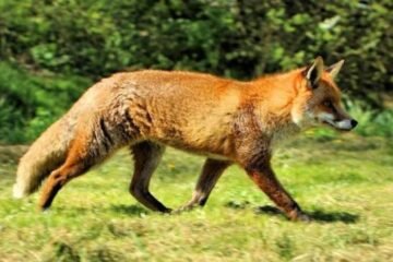 7 Spiritual Meanings of a Red Fox