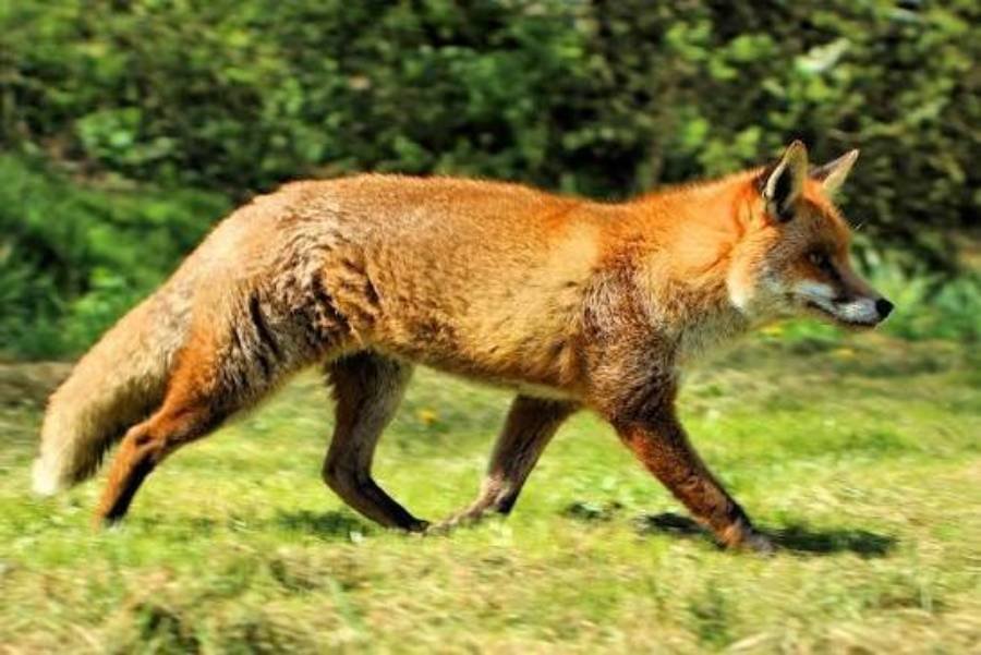 Spiritual Meanings of Red Fox