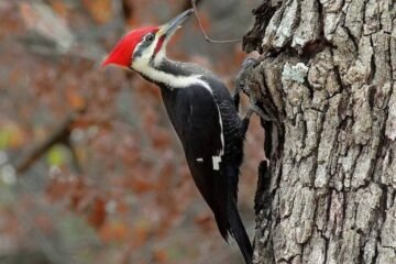 7 Spiritual Meanings of a Red-Headed Woodpecker
