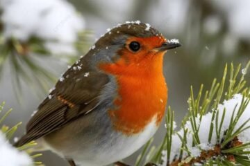 7 Spiritual Meanings of Robin and What They Symbolize
