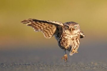 9 Spiritual Meanings of Seeing an Owl