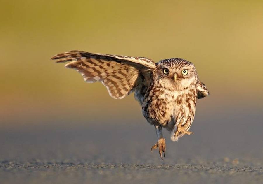 Spiritual Meanings of Seeing An Owl