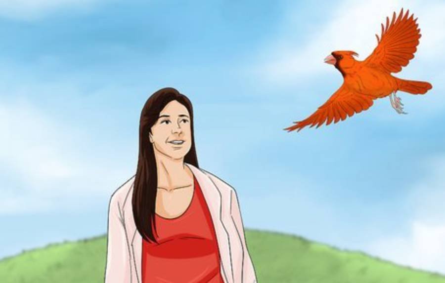 Spiritual Meanings of Seeing a Cardinal