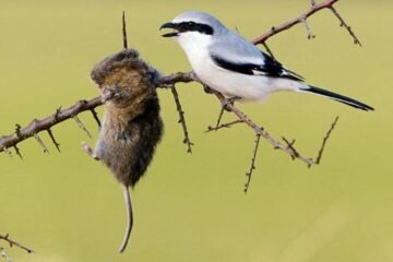 7 Spiritual Meanings of Shrike and Its Symbolism