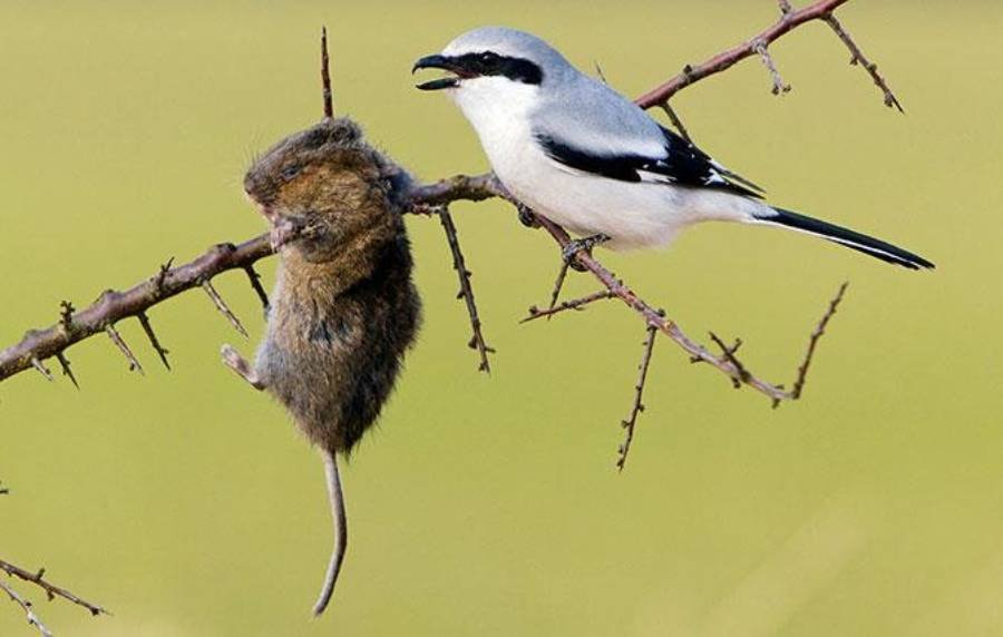 Spiritual Meanings of Shrike