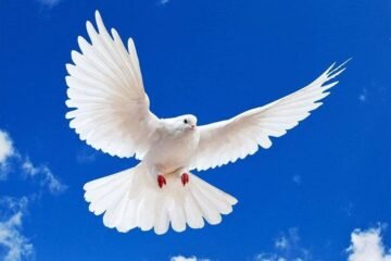 9 Spiritual Meanings of White Pigeon Explained