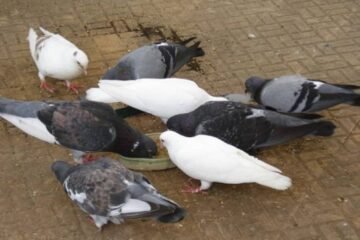 7 White and Grey Pigeon Spiritual Meanings