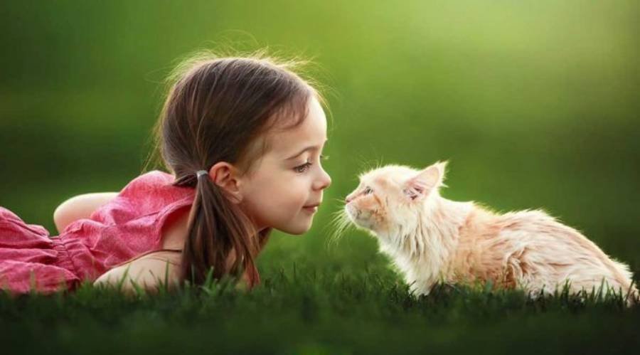 Spiritual Meanings of a Cat Staring at You