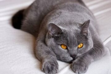 9 Spiritual Meanings of Seeing a Grey Cat