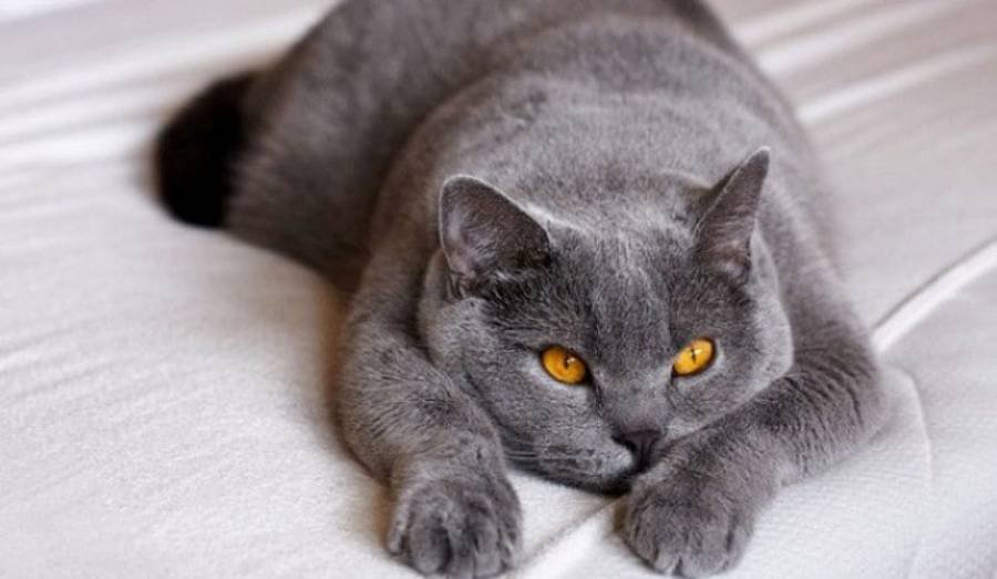 Spiritual Meanings of a Grey Cat