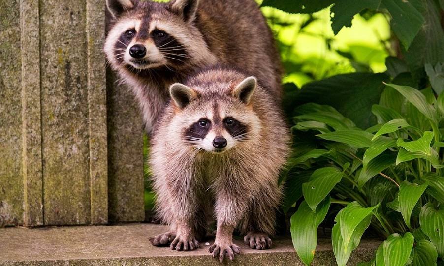 Spiritual Meanings of a Raccoon in Your Path