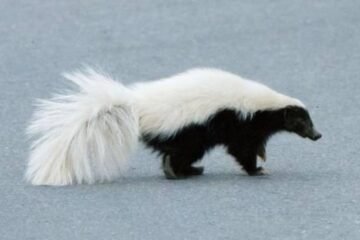 9 Spiritual Meanings of a Skunk Crossing Your Path