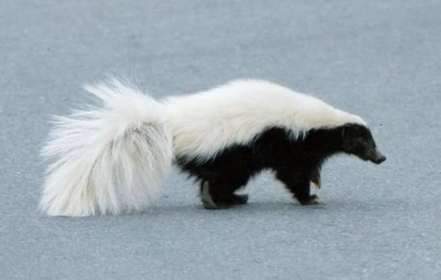 Spiritual Meanings of a Skunk Crossing Your Path