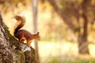 6 Squirrel Spiritual Meanings and Symbolic Messages