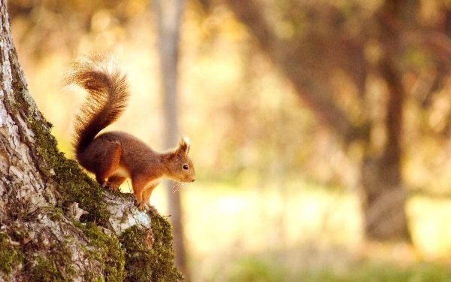 Squirrel Spiritual Meaning