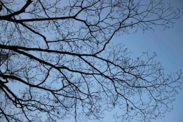 Tree Branches Spiritual Meaning: 7 Key Symbolisms