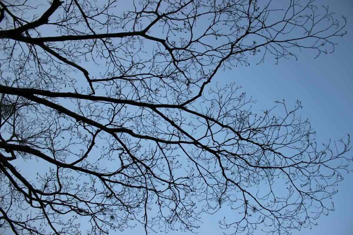 Tree Branches Spiritual Meaning