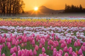 5 Tulip Spiritual Meanings: Love, Hope & Renewal