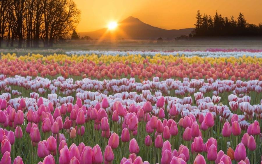 Tulip Spiritual Meaning