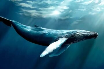 9 Whale Spiritual Meanings and What They Symbolize
